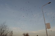 a069.jpg
