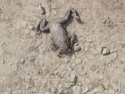 a040.jpg