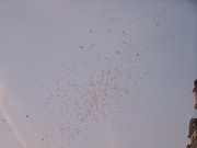 a087.jpg