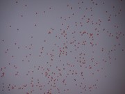 a088.jpg