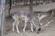 a068.jpg